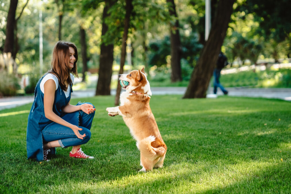 Kennels won't be as good for your dog as a pet sitter who actually spends time with them